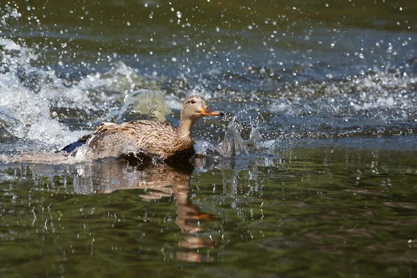 Vrouwelijke hout duck (aix sponsa) landing — Stockfoto