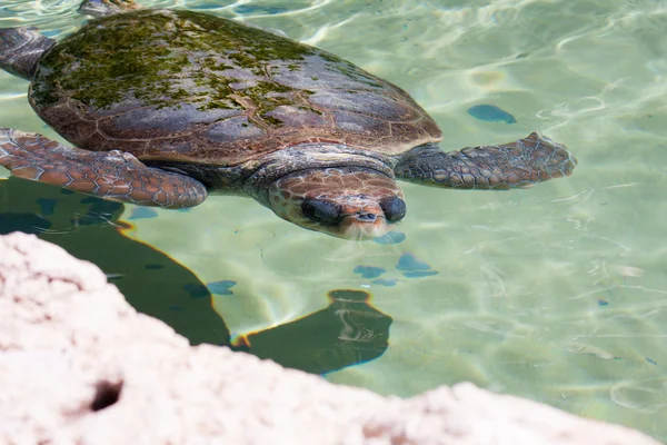 Zeeschildpad onder Water — Stockfoto