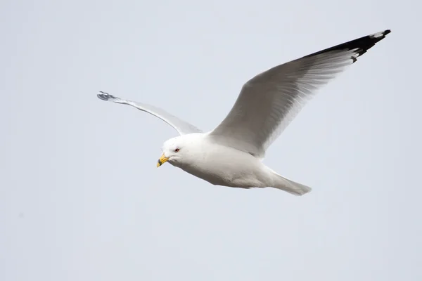 Seagull in vlucht — Stockfoto