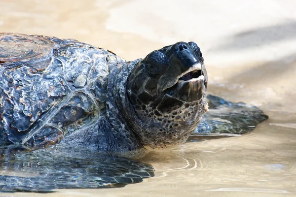 Zeeschildpad onder Water — Stockfoto