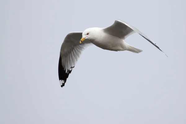 Seagull in flight — Stock Photo, Image