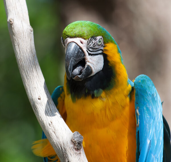 Macaw perched on a tree
