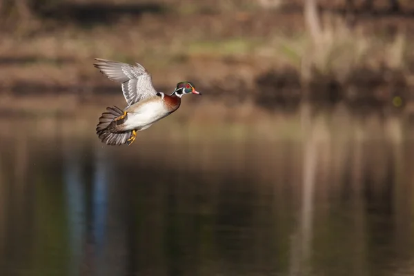 Male wood duck in flight — Stock Photo, Image