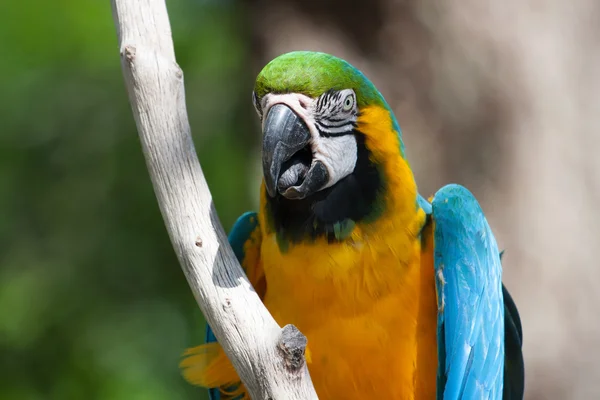 Macaw perched on a tree — Stock Photo, Image