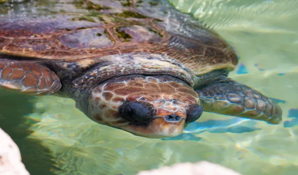 Θαλάσσιας χελώνας κάτω από το νερό — Φωτογραφία Αρχείου