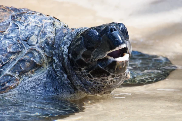 Zeeschildpad onder Water — Stockfoto