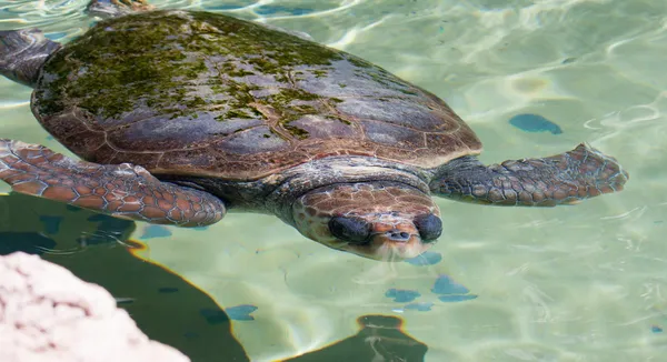 Zeeschildpad onder Water — Stockfoto