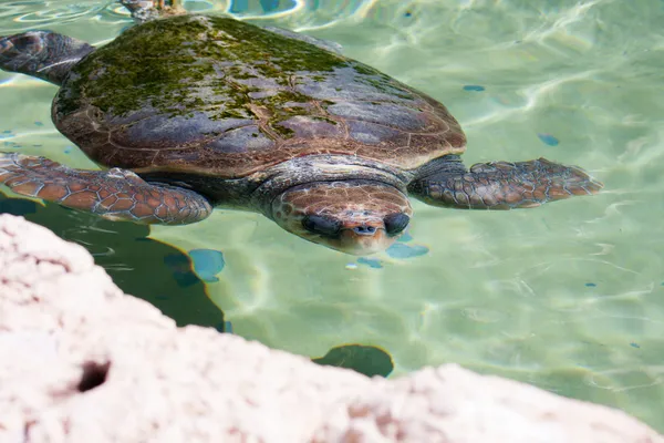 Mořská želva pod vodou — Stock fotografie