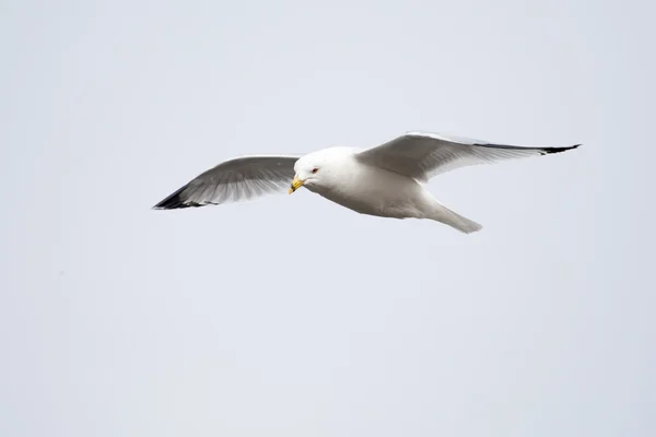 Seagull in flight — Stock Photo, Image