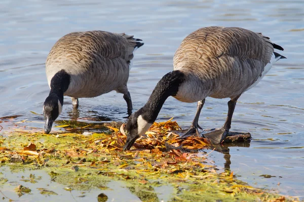 Canada goose jíst trávu na trávníku v parku — Stock fotografie