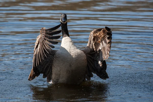 Ganso canadiense aleteo alas —  Fotos de Stock