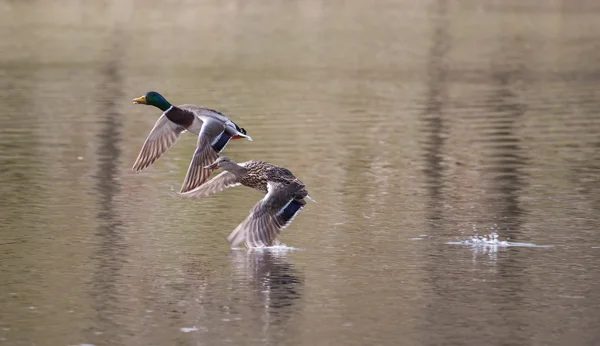 Mallards em voo — Fotografia de Stock