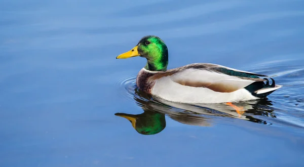 Masculino Mallard Natação em foco suave — Fotografia de Stock