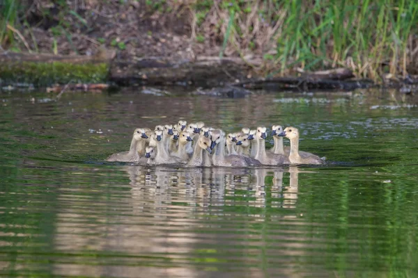 A group of Canadian goslings — Stock Photo, Image