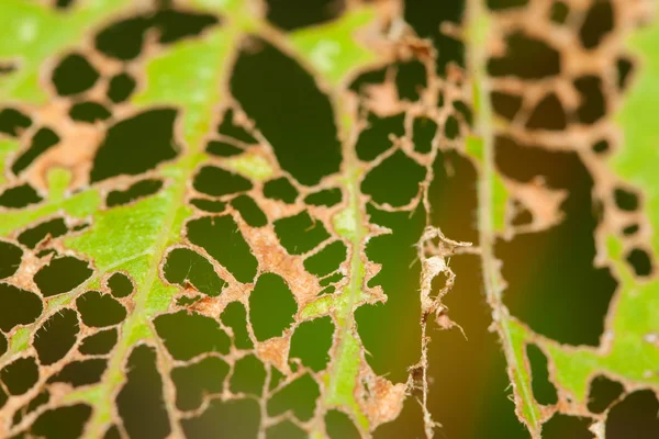 Leaves are eaten away by japanese beetle — Stock Photo, Image