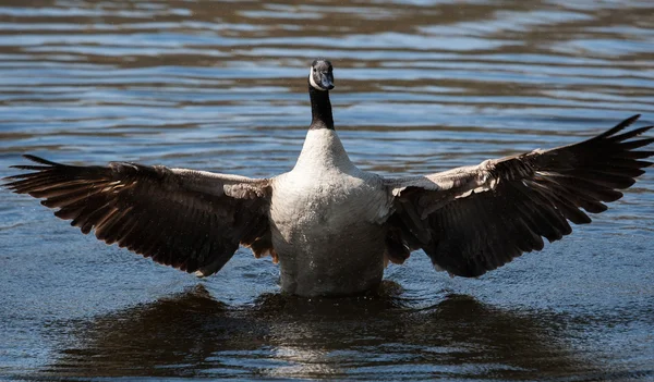 Canadian Goose flapping wings — Stock Photo, Image