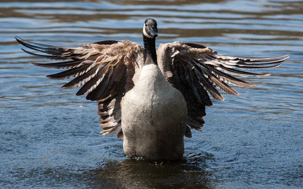 Canadian Goose flapping wings — Stock Photo, Image