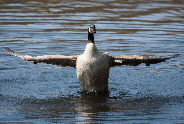 Ganso canadense batendo asas em foco suave — Fotografia de Stock