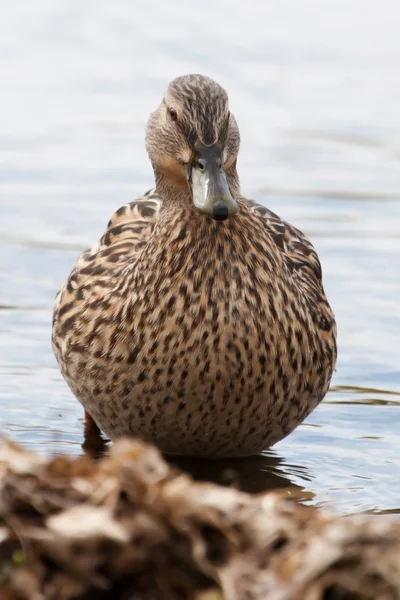 Vrouwelijke mallard in het gras zonnen zelf vrouwelijke mallard in de — Stockfoto