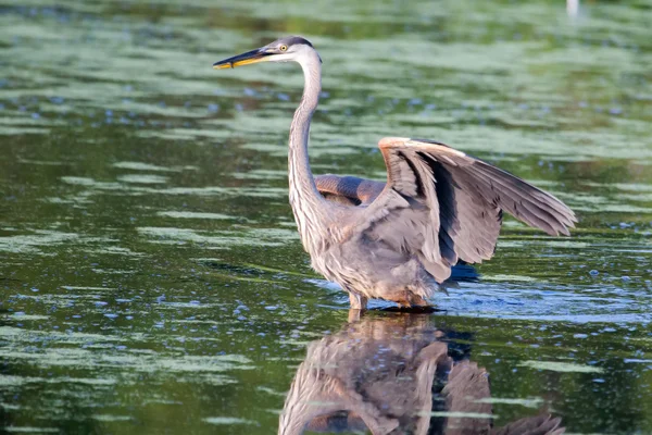 Grande pesca Airone blu in soft focus — Foto Stock