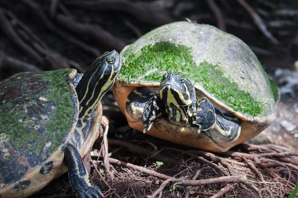 Schildkröte in freier Wildbahn — Stockfoto