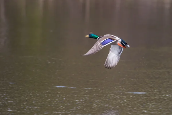 Mannelijke mallard in vlucht in soft focus Sea... — Stockfoto