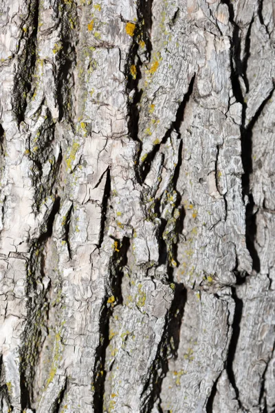 Tree Bark Background. — Stock Photo, Image