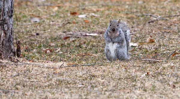 Écureuil gris courant partout — Photo