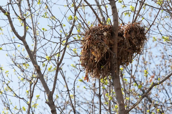 Strom veverka hnízdo vysoko na stromě — Stock fotografie