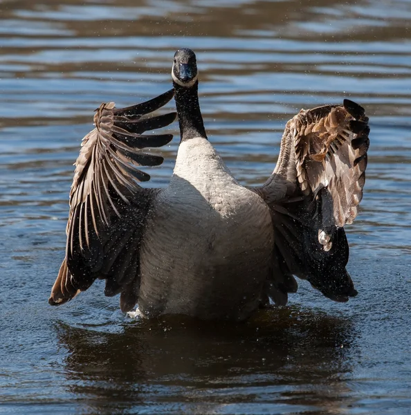 Canadian Goose flapping wings — Stock Photo, Image