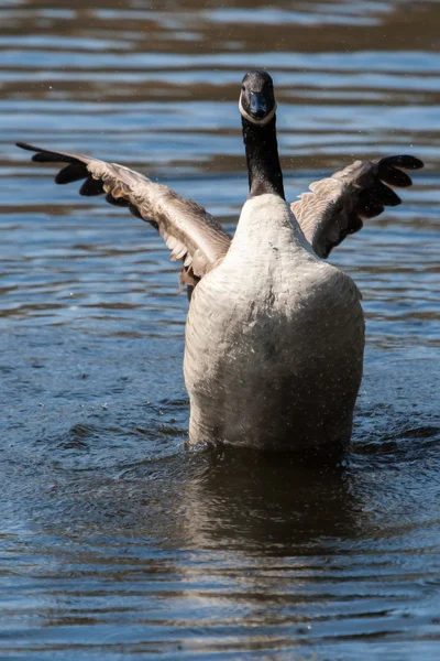Canadian Goose flapping wings in soft focus — Stock Photo, Image
