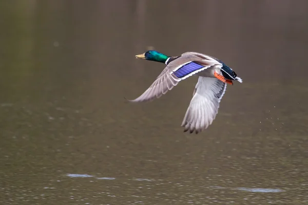 Mannelijke wilde eenden tijdens de vlucht — Stockfoto