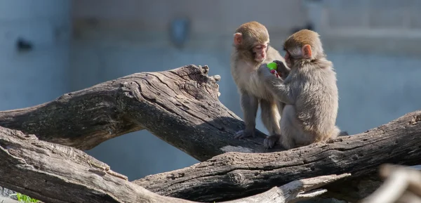 (kar) makak maymunu bir emzik ile oynuyor — Stok fotoğraf