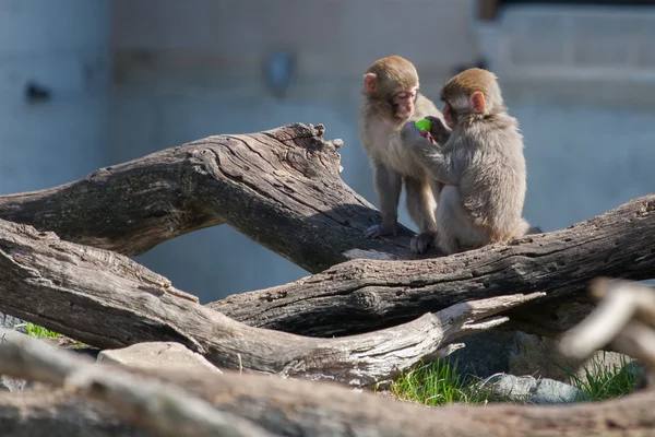 Macaque (Snow) Monkey's playing with a pacifier — Stock Photo, Image