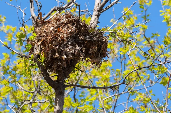 Albero nido di scoiattolo in alto su un albero — Foto Stock