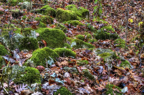 Ősszel a bolders moha — Stock Fotó