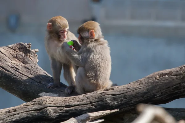 Macaque (Neige) Singe joue avec une sucette en mise au point douce — Photo