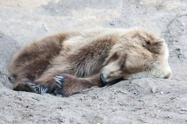 Urso marrom na natureza em foco suave — Fotografia de Stock