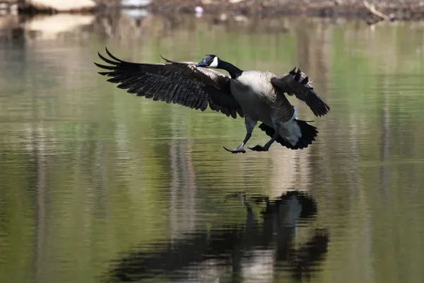Ganso canadiense aterrizando en el agua — Foto de Stock