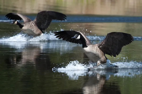 Kanadské husy přistání na vodě — Stock fotografie