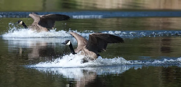 Ganso canadiense aterrizando en el agua —  Fotos de Stock