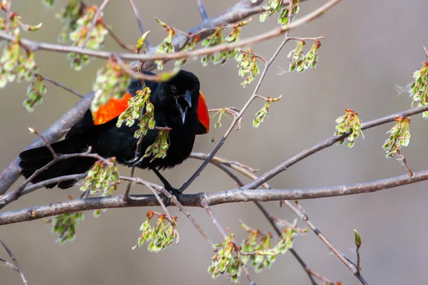 Pájaro negro de alas rojas macho en un árbol de enfoque suave — Foto de Stock