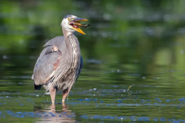 Great Blue Heron eating a fish in soft focus — Stock Photo, Image
