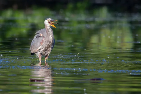 Great blue heron äta en fisk — Stockfoto