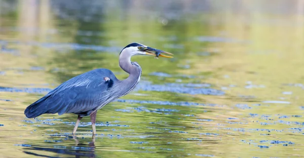 Nagy kék gém fogások kis bluegill, soft-focus — Stock Fotó