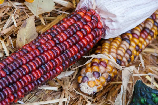 Indiai kukorica — Stock Fotó