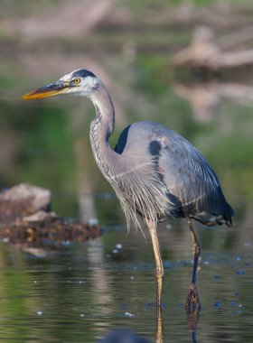 büyük mavi balıkçıl balıkçılık