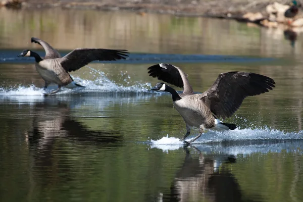 Canadese gans landing op water — Stockfoto