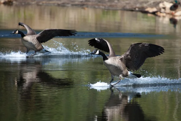 カナダのガチョウの水に上陸 — ストック写真