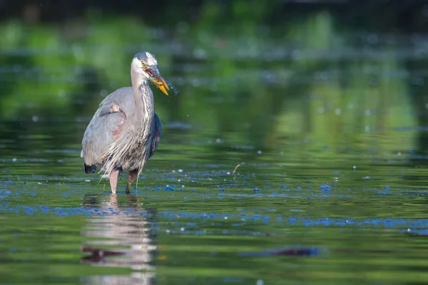 Blaureiher angeln — Stockfoto